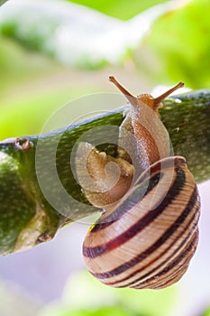 Beautiful lovely snail in grass with morning dew.