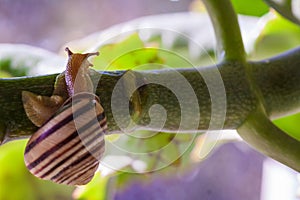 Beautiful lovely snail in grass with morning dew.