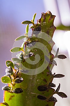 Beautiful lovely snail in grass with morning dew.