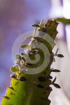 Beautiful lovely snail in grass with morning dew.