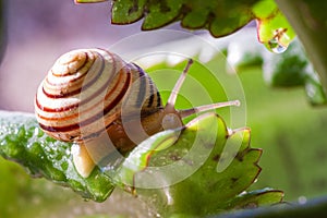 Beautiful lovely snail in grass with morning dew.