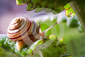 Beautiful lovely snail in grass with morning dew.