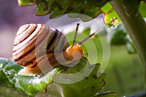 Beautiful lovely snail in grass with morning dew.