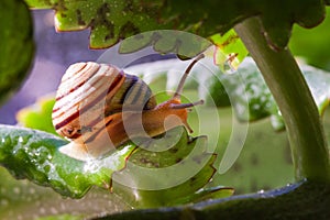 Beautiful lovely snail in grass with morning dew.