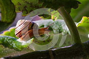 Beautiful lovely snail in grass with morning dew.