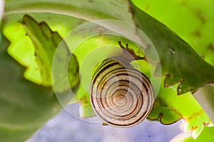 Beautiful lovely snail in grass with morning dew.