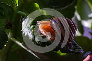 Beautiful lovely snail in grass with morning dew.