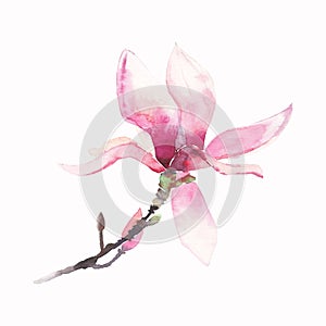 Beautiful lovely tender herbal wonderful floral summer pink Japanese magnolia flower watercolor