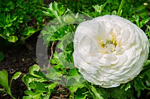 Beautiful lovely white Ranunculus or Buttercup flowers at Centennial Park, Sydney, Australia.