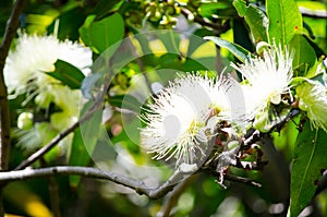 Beautiful lovely white rose apple flower in a botanical garden.