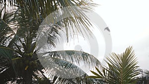 Beautiful low angle close-up background shot of big coconuts on lush palm tree blowing on sunny exotic sea beach resort.