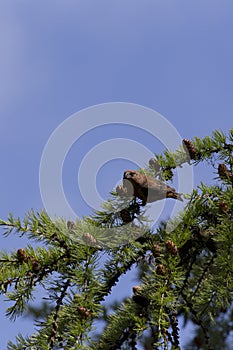 A beautiful Loxia curvirostra bird on tree