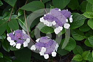 Beautiful blossoms of  hydrangea aspera macrophylla