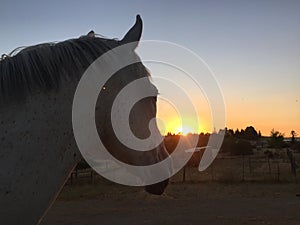 Paso Robles summer sunrise with horse head photo