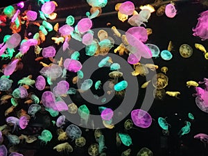 Beautiful luminous jellyfish