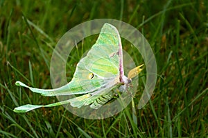 Beautiful luna moth clings to blades of grass