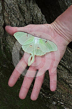 Beautiful luna moth in man`s hand.