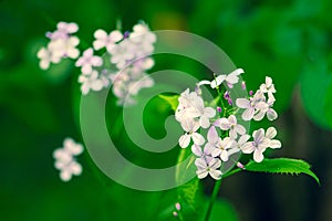 Beautiful lunaria rediviva, perennial honesty, spring flower