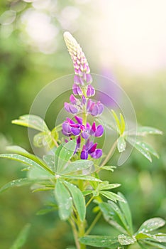 Beautiful lupine flower after rain with water drops