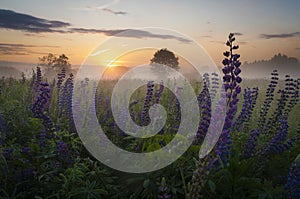 Beautiful lupines at dawn