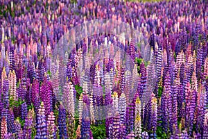 Beautiful Lupins flower around Lake Tekapo area, New Zealand