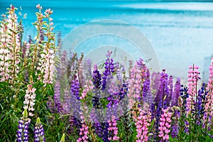 Beautiful Lupins flower around Lake Tekapo area, New Zealand