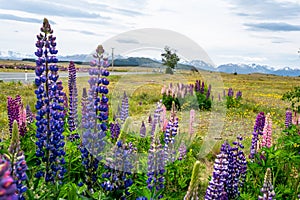 Beautiful Lupins flower around Lake Tekapo area, New Zealand