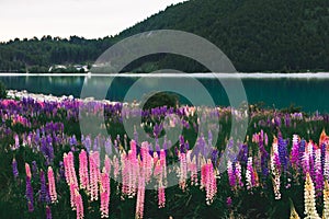 Beautiful Lupins flower around Lake Tekapo area, New Zealand