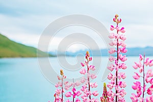 Beautiful Lupins flower around Lake Tekapo area, New Zealand