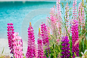 Beautiful Lupins flower around Lake Tekapo area, New Zealand