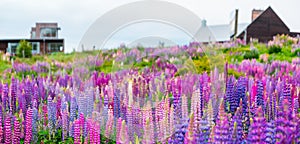 Beautiful Lupins flower around Lake Tekapo area, New Zealand