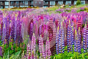 Beautiful Lupins flower around Lake Tekapo area, New Zealand