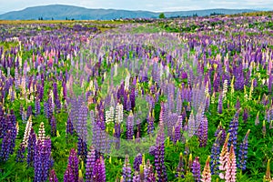 Beautiful Lupins flower around Lake Tekapo area, New Zealand