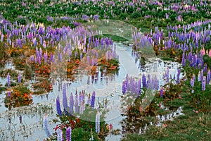 Beautiful Lupins flower around Lake Tekapo area, New Zealand