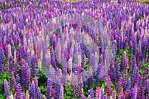 Beautiful Lupins flower around Lake Tekapo area, New Zealand