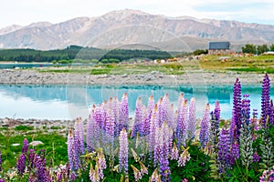 Beautiful Lupins flower around Lake Tekapo church of the good shepherd area, New Zealand