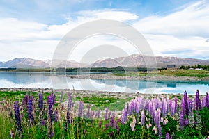 Beautiful Lupins flower around Lake Tekapo church of the good shepherd area, New Zealand