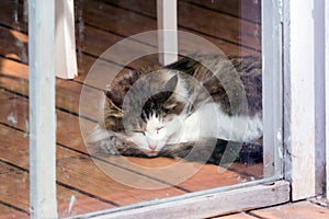 A beautiful lush cat sleeping on a wooden floor behind an old glass door