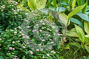 Beautiful lush dandelion flowers growing in the garden