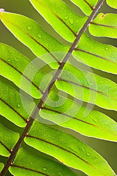 Beautiful lush fern frond