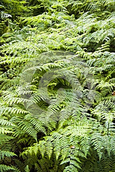 Beautiful lush ferns