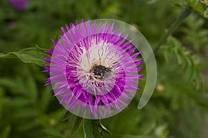 Beautiful lush flower with a beetle close-up. Insect on a flower