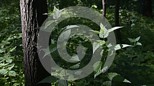 Beautiful lush, fresh leaves of stinging nettle in forest