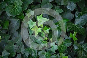 Beautiful lush green background of ivy close-up with naturally highlighted leaves on young shoots of a plant in the center