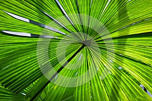 Beautiful lush green fan palm frond