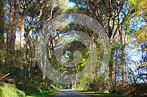 Beautiful lush green leafy tree lined avenue in the Tuscan countryside