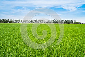 Beautiful lush green rice field and blue sky