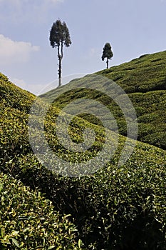 beautiful lush green tea garden of darjeeling, famous gopaldhara tea estate near mirik