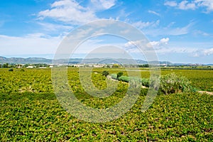 Beautiful lush green vineyard on a sunny summer day, view from the top