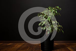 Beautiful lush houseplant Ficus benjamina, commonly known as weeping fig, benjamin fig or ficus tree growing in modern